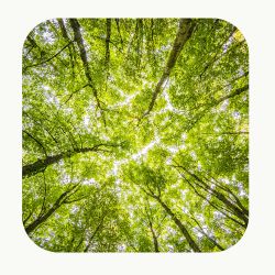 Ecothérapie. La thérapie au cœur de la nature